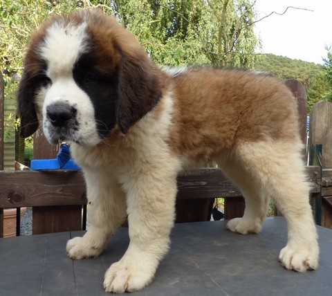 Ophélia vom Haselrecht