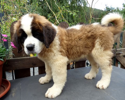 Orchidée vom Haselrecht