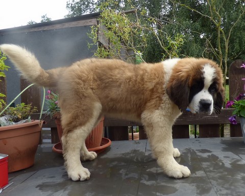 Opale vom Haselrecht