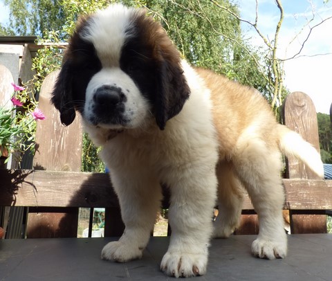 Olyana vom Haselrecht