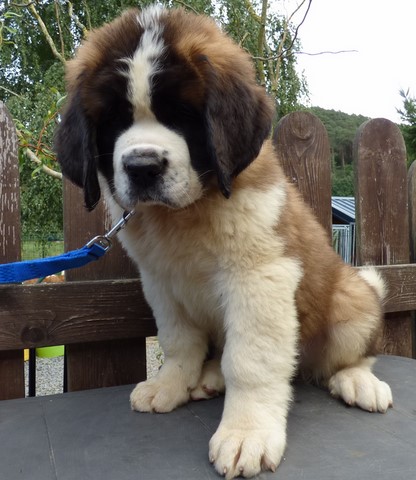 Ouragan vom Haselrecht