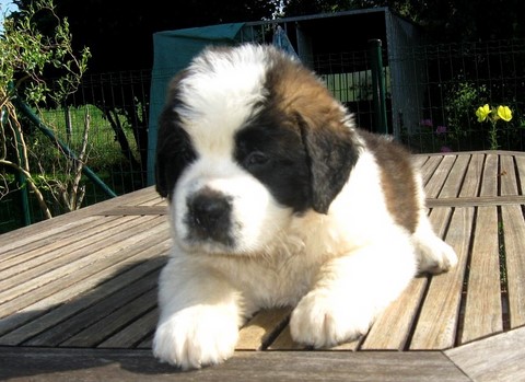 Jayant vom Haselrecht