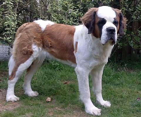 Licia des Montagnes Ensablées