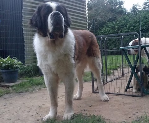 Jayant vom Haselrecht