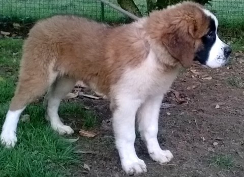 Olympe vom Haselrecht