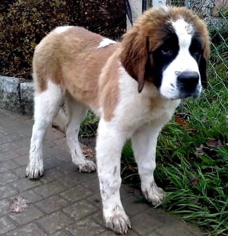 Océane vom Haselrecht