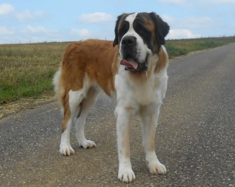 Ursina v d Grossen Strolchen