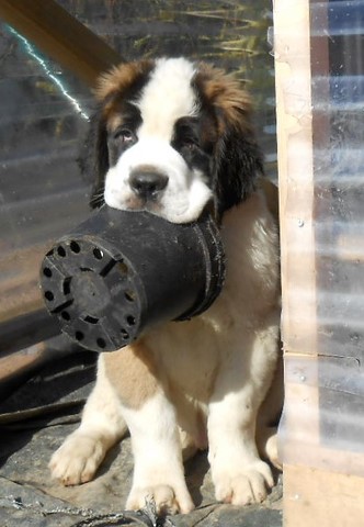 Layan vom Haselrecht