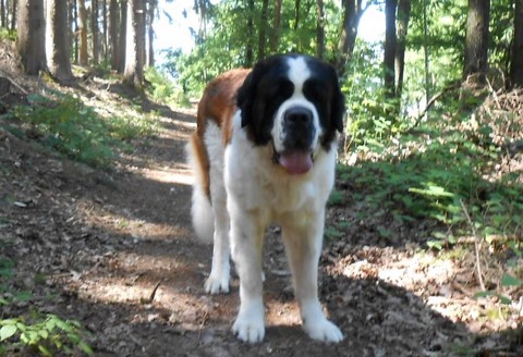 Jayant vom Haselrecht