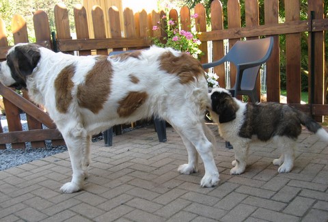 Oxana vom Siedlerhof & Jayant vom Haselrecht