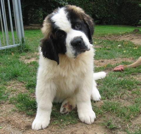 Jayant vom Haselrecht