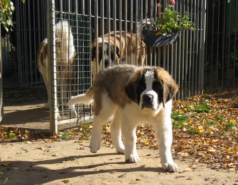 Jayant vom Haselrecht