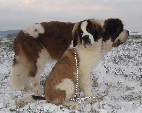 Dante vom Illtal & Jayant vom Haselrecht