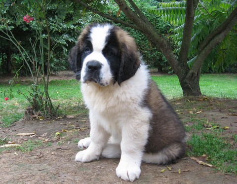 Jayant vom Haselrecht