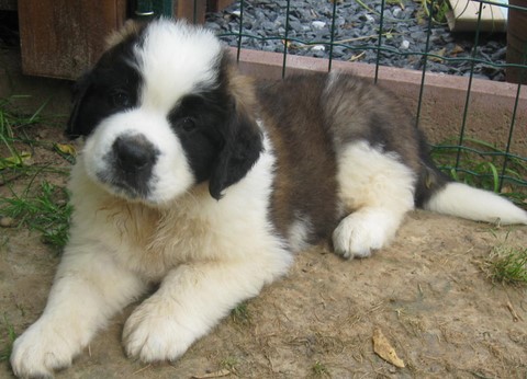 Jayant vom Haselrecht