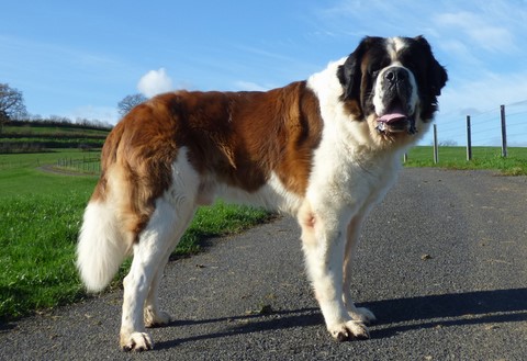 Jayant vom Haselrecht