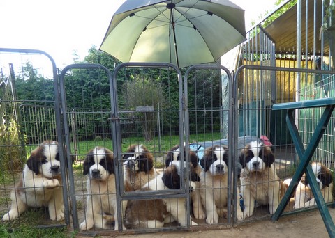 Babys " O "   6 Wochen 