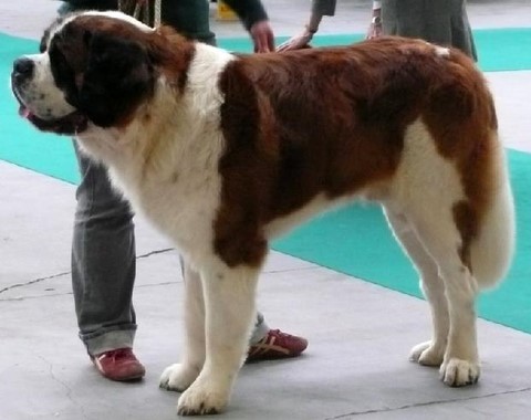 Vaillant du Clos du Vert Feuillage