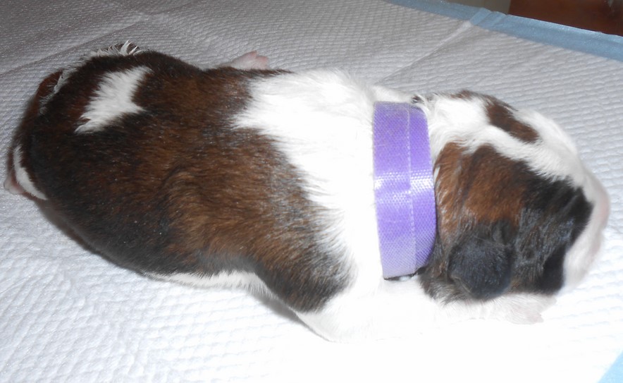 Océane vom Haselrecht erste Tag 