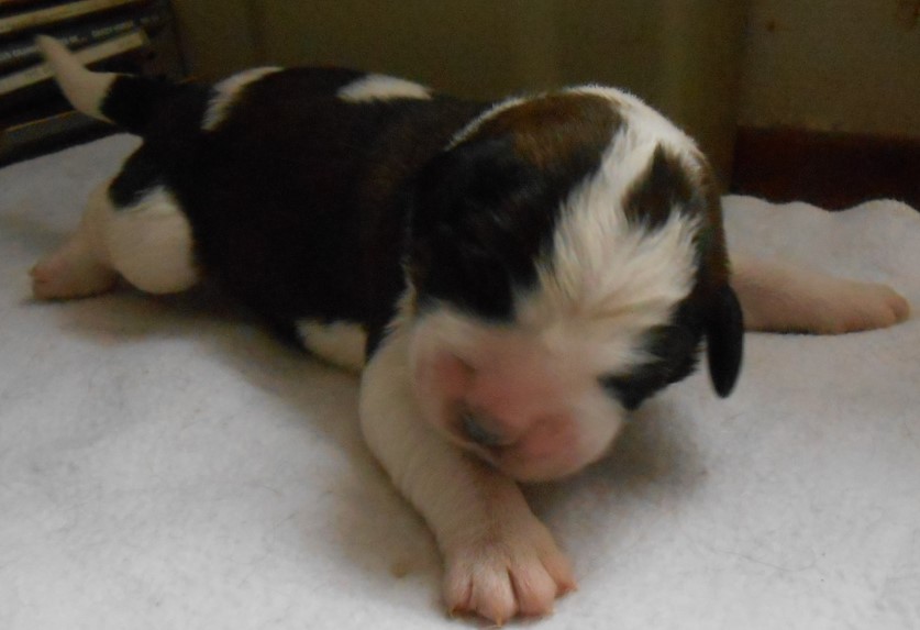 Océane vom Haselrecht 2 Tage