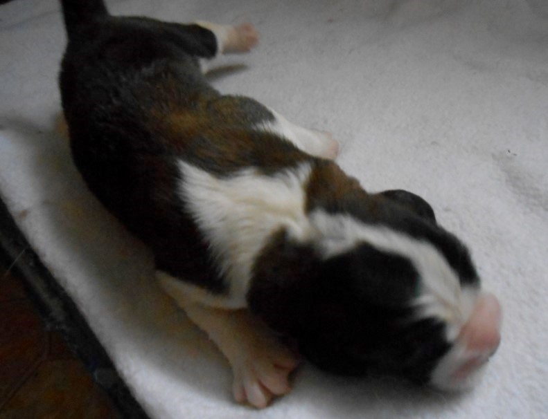 Ouragan vom Haselrecht