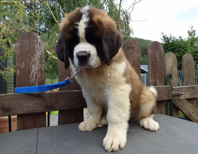 Ouragan vom Haselrecht