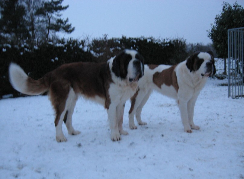 Gizmo, Xionara 04.12.10