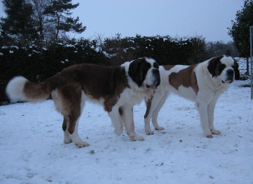 Gizmo & Xionara 2010