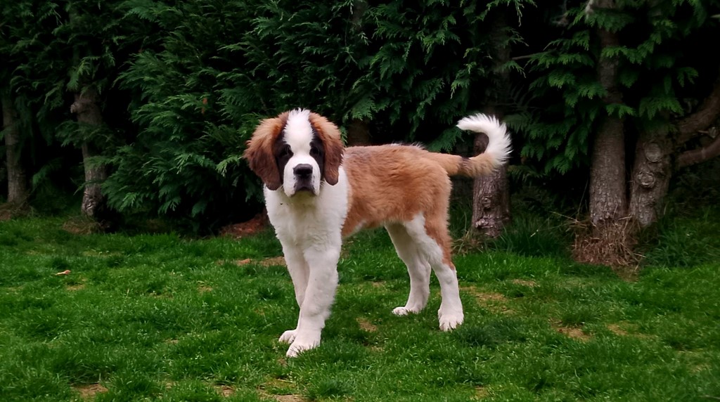 Rhapsody von den Grossen Strolchen