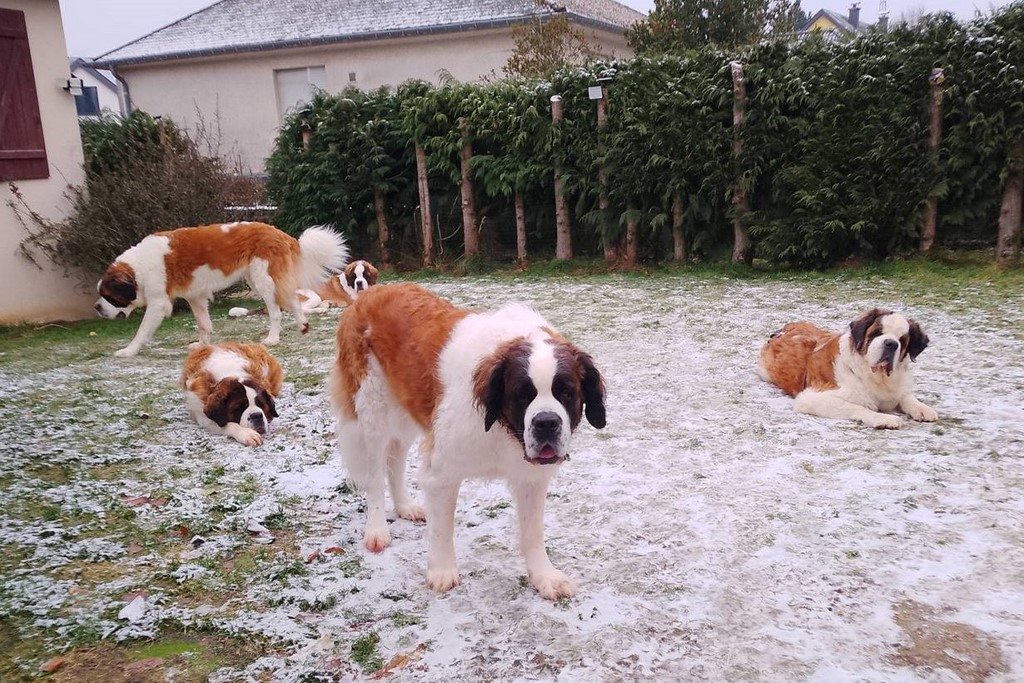  Familie vom Haselrecht 