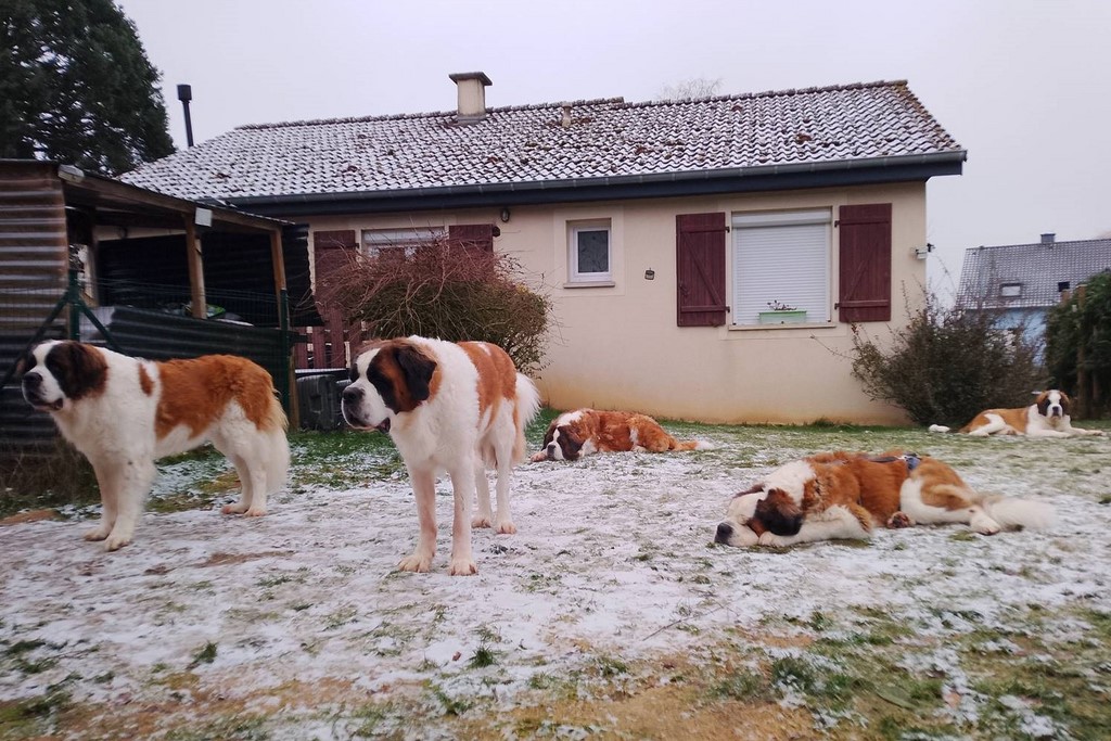  Familie vom Haselrecht 