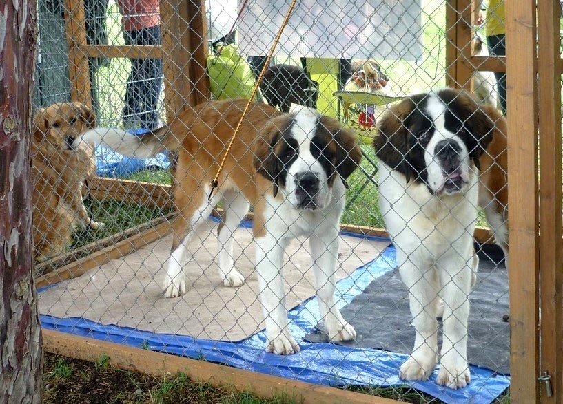 14.06.15 Lou avec Jaïpur des Coteaux Lauragais