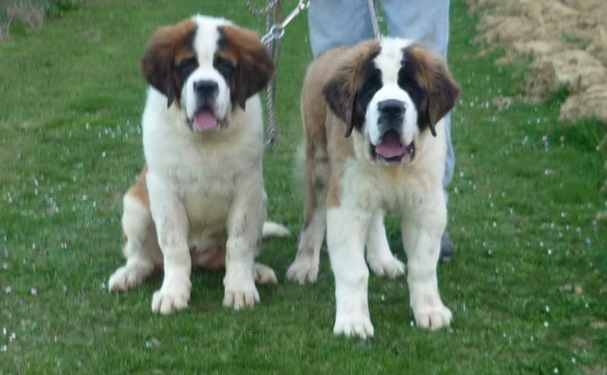 Jalia mit Lou Vom Haselrecht