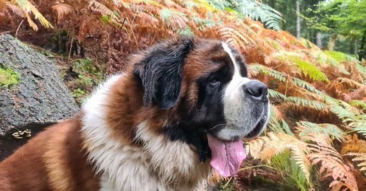 Ouragan vom Haselrecht