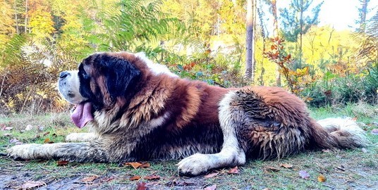 Ouragan vom Haselrecht