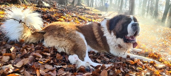 Ouragan vom Haselrecht