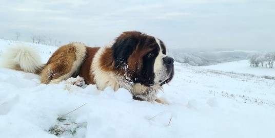 Ouragan vom Haselrecht