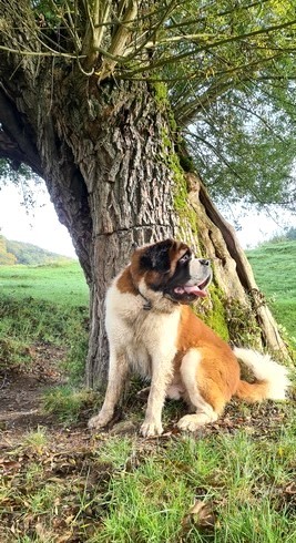 Ouragan vom Haselrecht