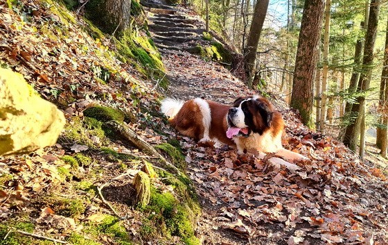 Ouragan vom Haselrecht