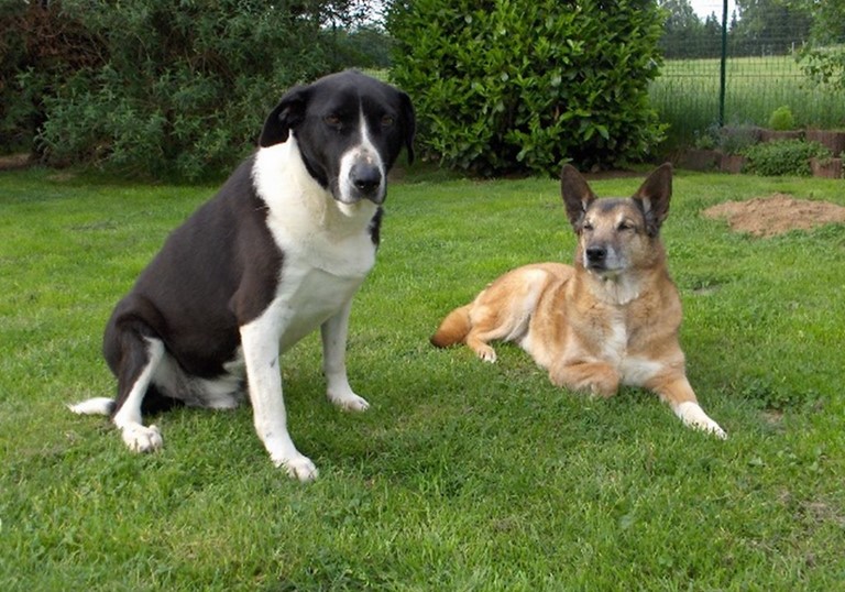Leïka et Samson