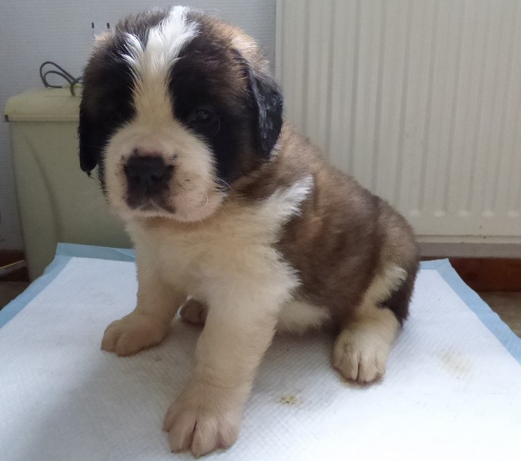 Ouragan vom Haselrecht