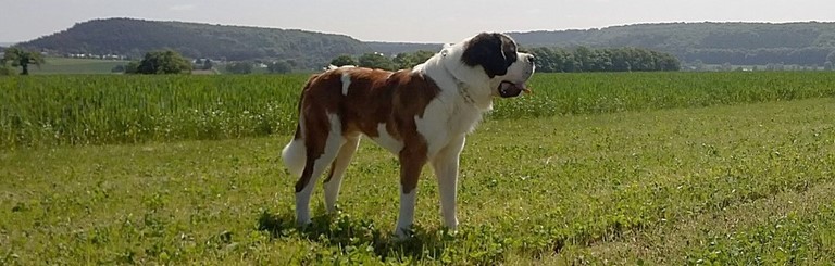 Layan vom Haselrecht