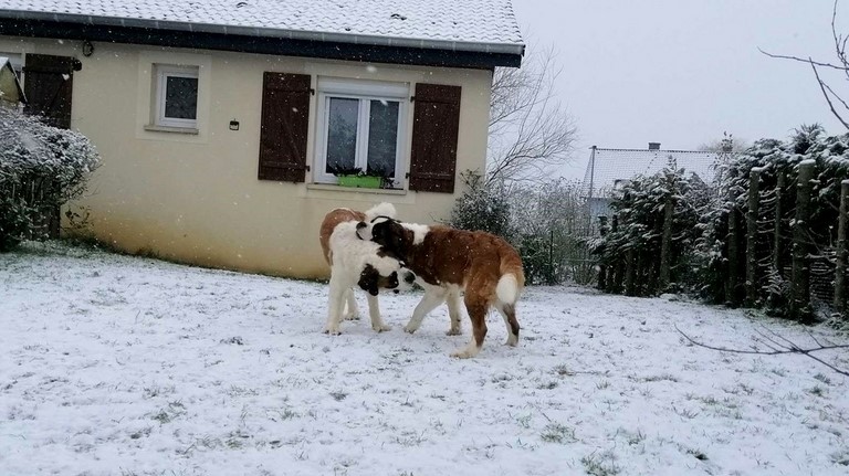 Licia des Montagnes Ensablées & Mayerling des Coteaux Lauragais