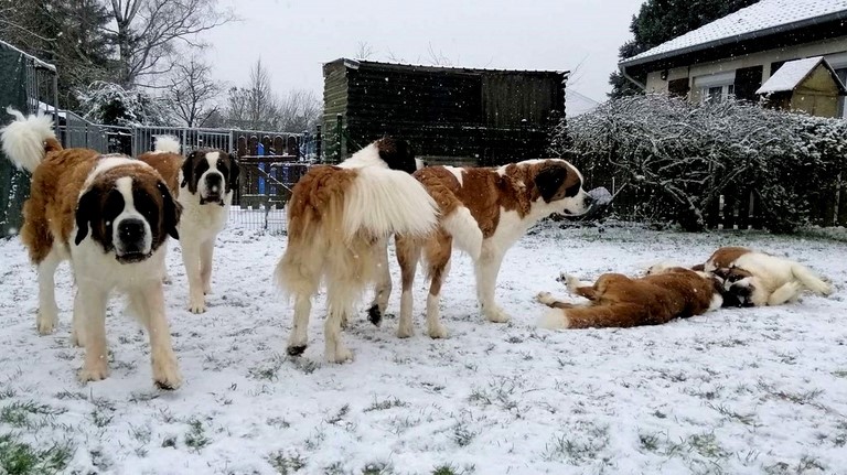 Opale, Orly, Olyana, Orchidée. Mayerling & Licia