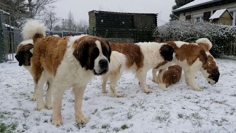 Opale, Olyana & Orchidée