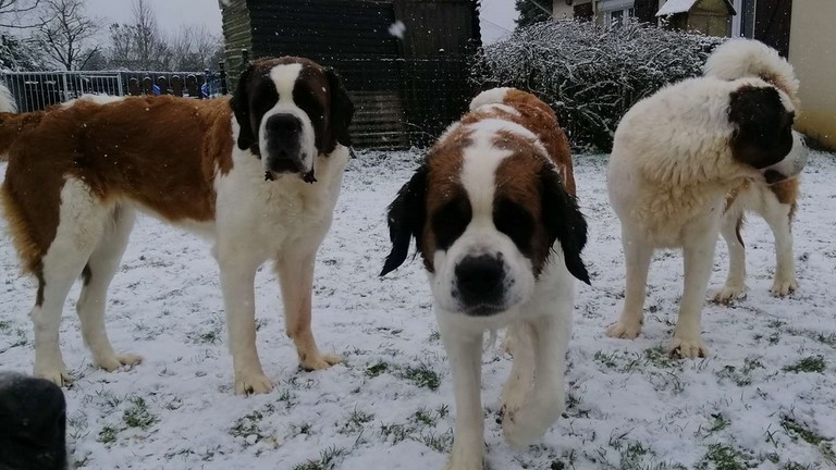Orly, Orchidée & Mama Licia