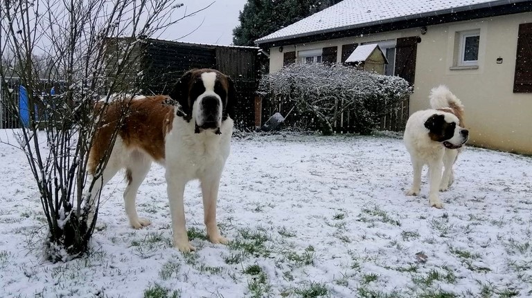 Orly vom Haselrecht mit Mama Licia des Montagnes Ensablées