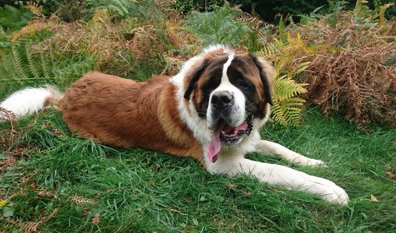 Ouragan vom Haselrecht