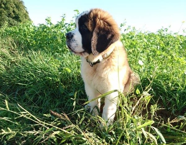 Ouragan vom Haselrecht