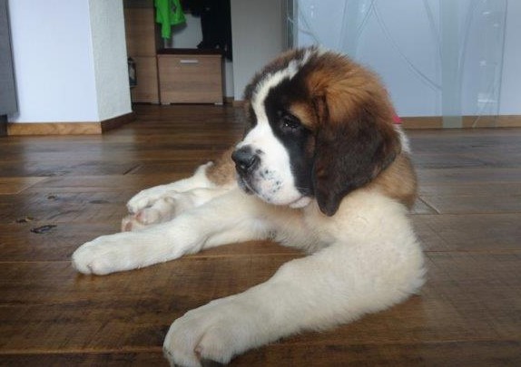 Ouragan vom Haselrecht